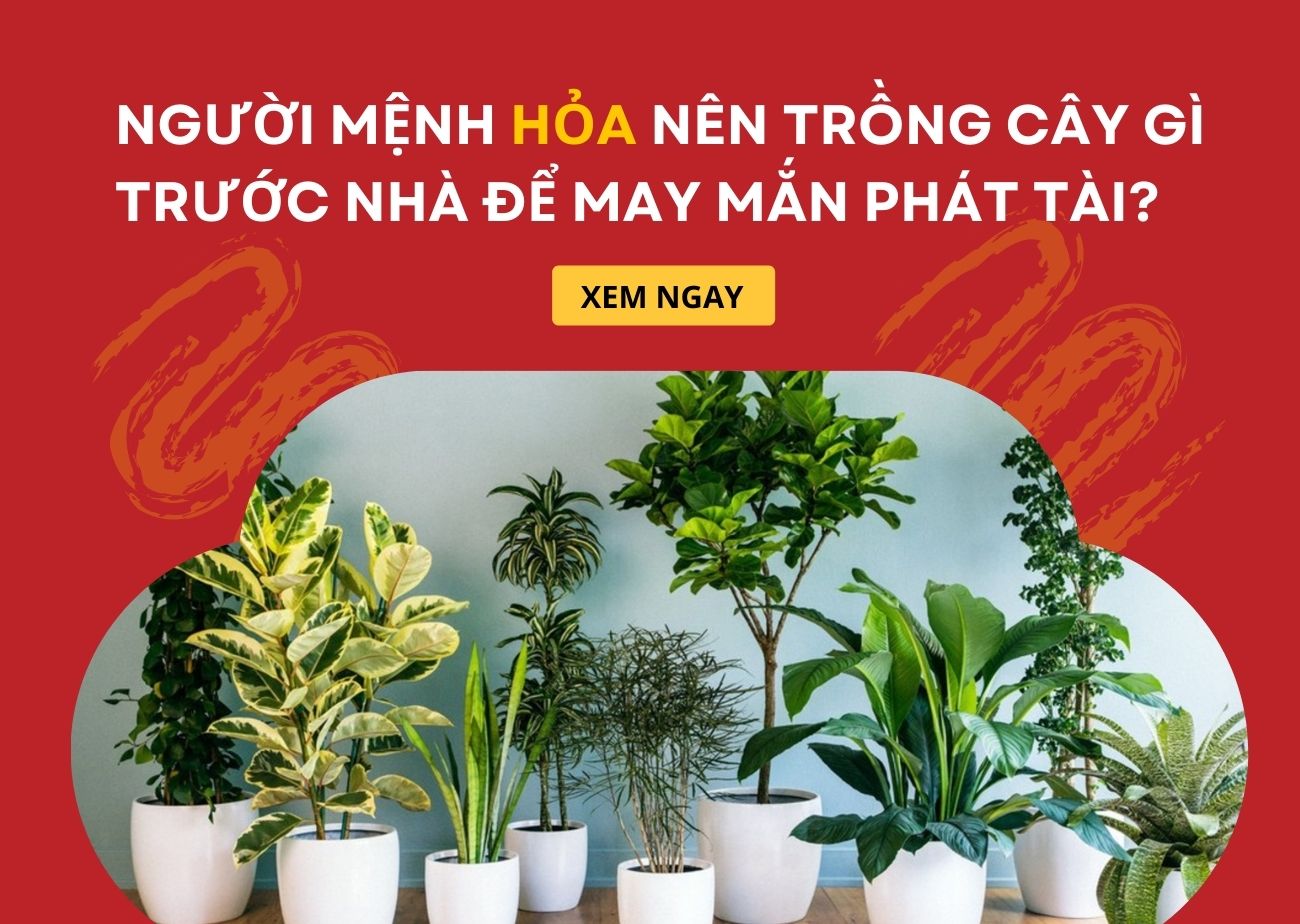 Người mệnh Hỏa nên trồng cây gì trước nhà để may mắn phát tài