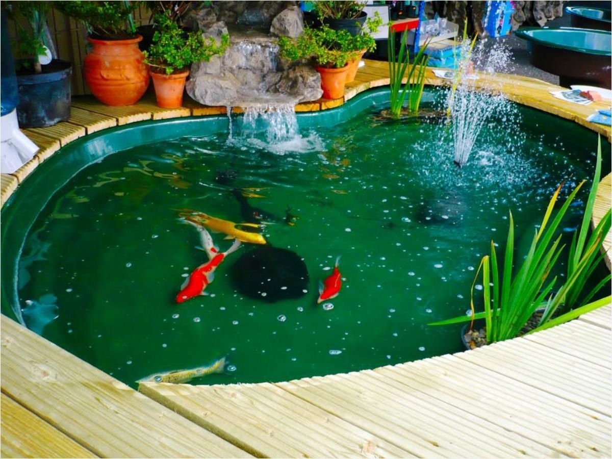 Thiết kế hồ cá Koi mini trong nhà mang lại lợi ích cho sức khỏe con người