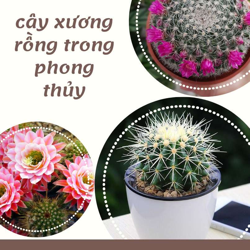 Giới thiệu về cây xương rồng - tác dụng của cây xương rồng trong phong thủy