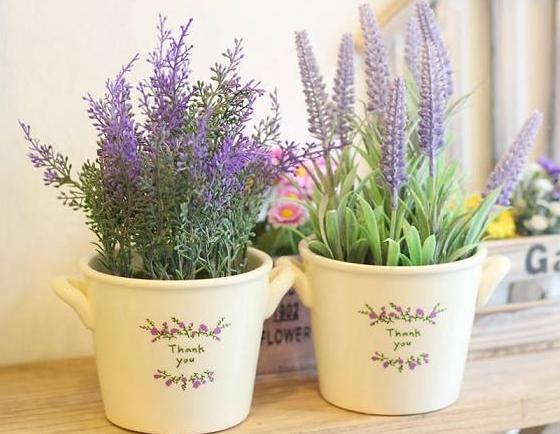 Cây lavender trong phòng ngủ