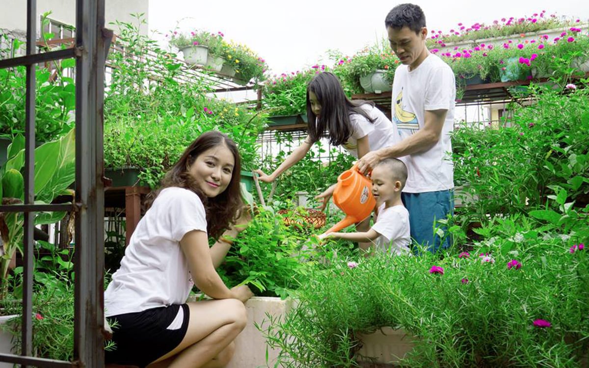chăm sóc rau trồng trên sân thượng