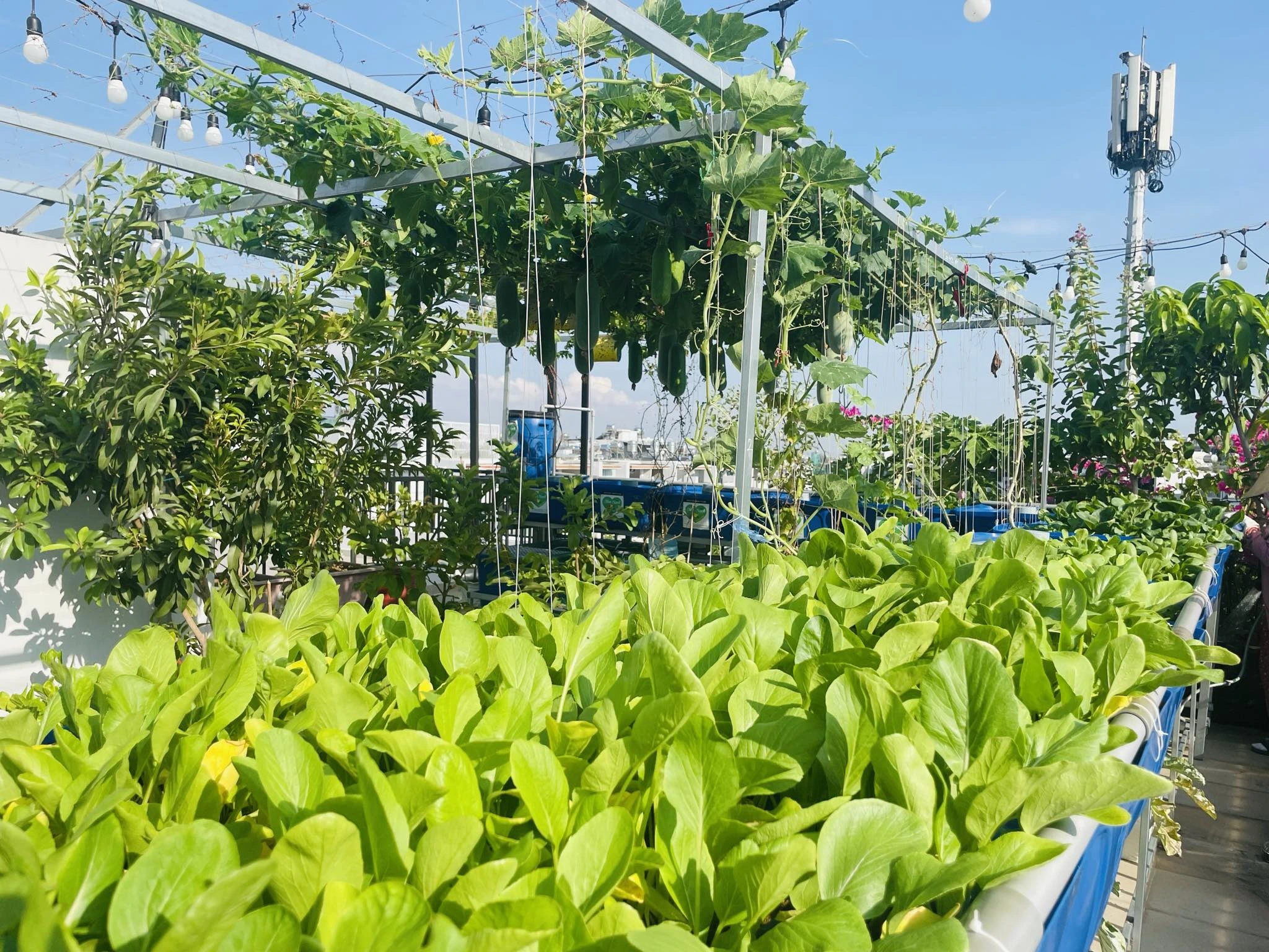 trồng rau trên sân thượng theo kệ